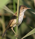 Reed warbler (Acrocephalus scirpaceus)