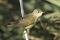 Reed warbler / Acrocephalus scirpaceus