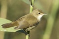 Reed warbler close-up / Acrocephalus scirpaceus