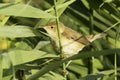 Reed warbler close-up / Acrocephalus scirpaceus