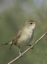 Reed warbler immature Acrocephalus scirpaceus