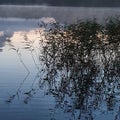 Reed and water. Evening. Forest lake. Karelia