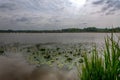 Reed water lilies lake, het Vinne, Zoutleeuw, Belgium
