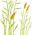 Reed on white background