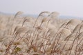 Reed in the wind Royalty Free Stock Photo