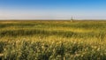 Reed and windmill