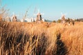 Reed and windmills in Sorae ecology wetland park, Incheon, Korea Royalty Free Stock Photo