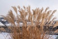 Reed in winter