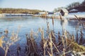 Reed on a winter lake in Denmark Royalty Free Stock Photo