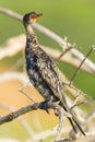 Reed or Long-tailed Cormorant, Perched