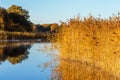 Reedbed in a calm lake in the fall Royalty Free Stock Photo