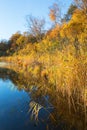 Reedbed by a lake in the autumn Royalty Free Stock Photo