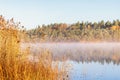 Reedbed by a lake with autumn fog Royalty Free Stock Photo