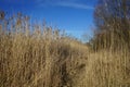 A reedbed with Phragmites australis by Habermannsee Lake in March. Berlin, Germany Royalty Free Stock Photo