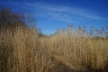 A reedbed with Phragmites australis by Habermannsee Lake in March. Berlin, Germany Royalty Free Stock Photo