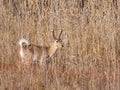 Reedbuck ram in showing off tail Royalty Free Stock Photo