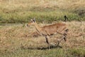 Reedbuck, redunca arundinum, Female running, Moremi Reserve, Okavango Delta in Botswana Royalty Free Stock Photo