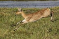 Reedbuck, redunca arundinum, Female running, Moremi Reserve, Okavango Delta in Botswana Royalty Free Stock Photo