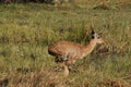 Reedbuck, redunca arundinum, Male running, Moremi Reserve, Okavango Delta in Botswana Royalty Free Stock Photo