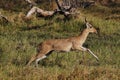 Reedbuck, redunca arundinum, Male running, Moremi Reserve, Okavango Delta in Botswana Royalty Free Stock Photo