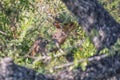 Reedbuck, Redunca arundinum, in thick vegetation Royalty Free Stock Photo