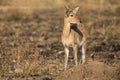 Reedbuck standing alone on burnt grass looking at green sprouts Royalty Free Stock Photo