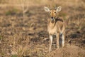 Reedbuck standing alone on burnt grass looking at green sprouts Royalty Free Stock Photo