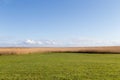 reedgrass at the backwater of the baltic sea under blue sky as nature background Royalty Free Stock Photo