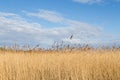 reedgrass at the backwater of the baltic sea under blue sky as nature background Royalty Free Stock Photo