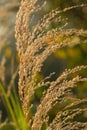 Reedgrass plant sunshine Royalty Free Stock Photo