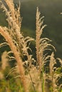 Reedgrass plant sunshine Royalty Free Stock Photo