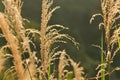 Reedgrass plant sunshine Royalty Free Stock Photo