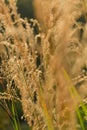 Reedgrass plant sunshine Royalty Free Stock Photo