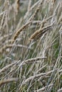 Reedgrass. Close up image of multiple plants. Royalty Free Stock Photo