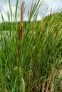 Reedmace Growing Lake Royalty Free Stock Photo