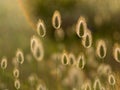 reeds grass backlit by the sun Royalty Free Stock Photo