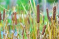 Reeds Royalty Free Stock Photo