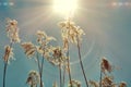 Reeds against the blue sky. Hot summer sun on a sunny day. The sun shines through the tall grass like trees