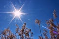 Reeds against the blue sky. Hot winter sun on a sunny day. The sun shines through the tall grass like trees