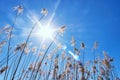 Reeds against the blue sky. Hot winter sun on a sunny day. The sun shines through the tall grass like trees