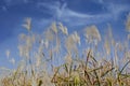 reeds against blue sky and white clouds