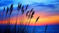 Reeds against a colorful sunset sky Royalty Free Stock Photo