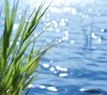 Reeds against lake background