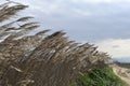 Reeds along a rural road Royalty Free Stock Photo
