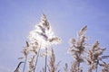 Reeds Arundo donax in the sunlight. Silvery ripe autumn rush sways.