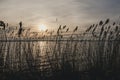 Reeds backlit by a warm sunset at the ocean with vintage look Royalty Free Stock Photo