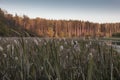 The reeds on the bank of the lake Royalty Free Stock Photo