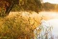 Reeds on the beach and fog on the lake at sunrise