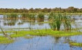 Reeds in the Bibra Lake Wetlands, Western Australia