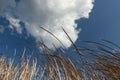 Reeds blowing against a blue sky